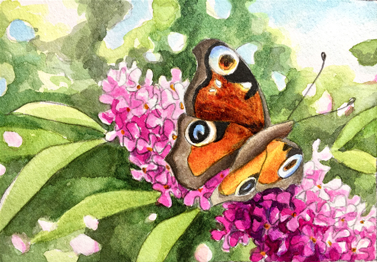 Aquarell (Lea Joos): Schmetterling
